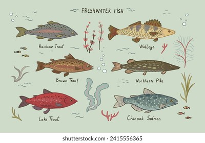 River freshwater fish vector illustrations set.