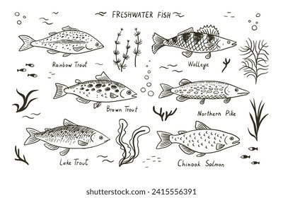 River freshwater fish vector illustrations set.