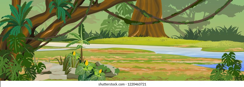 River in the jungle. A tropical forest. Rainforests of Amazonia. Tree, epiphytic ferns, creepers, banana trees and monsteras. Realistic Vector Landscape