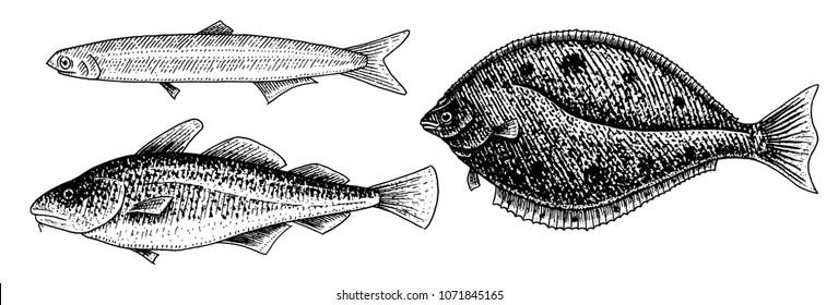 River and lake fish. Atlantic cod, anchovy and halibut. Sea creatures. Freshwater aquarium. Seafood for the menu. Engraved hand drawn in old vintage sketch. Vector illustration. Symbols of the ocean.