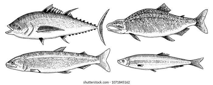 River and lake fish. Salmon and rainbow trout, tuna and herring, seawater and freshwater carp. freshwater aquarium. Seafood for the menu. Engraved hand drawn in old vintage sketch. Vector illustration