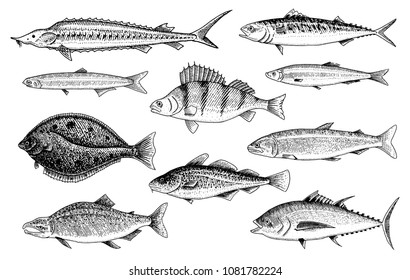 River and lake fish. Salmon and rainbow trout, tuna and herring, seawater and freshwater carp. freshwater aquarium. Seafood for the menu. Engraved hand drawn in old vintage sketch. Vector illustration