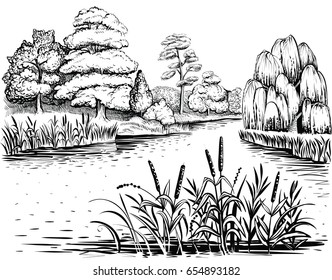 River landscape and trees   water plants  vector illustration  Riverside and forest  reed   cattail  Freehand drawing 
