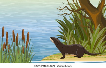 A river otter stands on the bank of the river near the thickets of coastal plants and looks at the water. Eurasian otter Lutra lutra, The Eurasian river otter. Realistic vector landscape