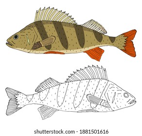 Flussbarschfisch einzeln, handgezeichnet. Set von schönen Fischen in Farbe und Schwarz mit Weiß. Vektorgrafik.