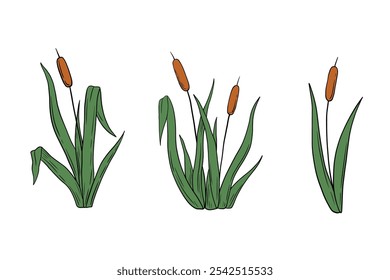 River reed, wetland cattail, lake grass, hand drawn isolated illustrations set