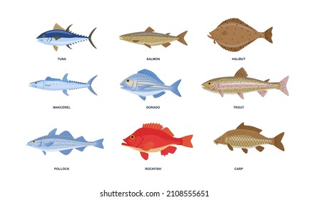 River or sea fish set. Colorful stickers with underwater wildlife inhabitants. Freshwater or marine fish. Tuna, salmon, carp and dorado. Cartoon flat vector collection isolated on white background