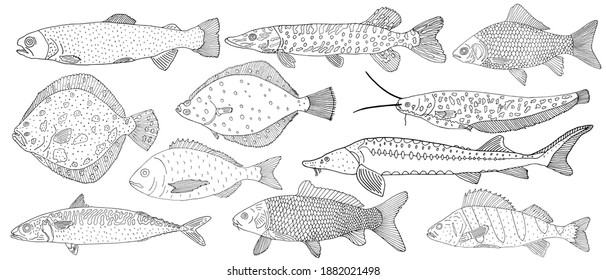 River and sea fish, set. Hand drawing of different fish. Vector illustration