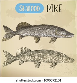 River or sea fish sketch. Hand drawn northern pike of esox. Signboard for store or shop, market or fishing club trophy. Aquatic and nautical, maritime and underwater wildlife or seafood theme