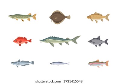 River or sea fish variety underwater aquatic wildlife set. Different freshwater or saltwater fish as tuna, salmon, catfish, carp, dorado, trout vector illustration isolated on white background