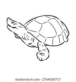 River turtle animal, vector sketch drawing