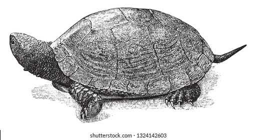 The river turtle, vintage engraved illustration. From Deutch Vogel Teaching in Zoology.
