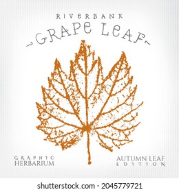 Riverbank Grape Leaf with Authentic Logo Lettering Vintage Print Style Illustration from Autumn Leaf Edition of Graphic Herbarium - Black and Rusty on Grunge Background - Vector Stamp Graphic Design