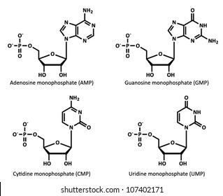 cytidine monophosphate