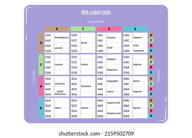 RNA Codon Table Vector. Genetic Code. The Three Bases Of An MRNA Codon. Amino Acid Sequence.