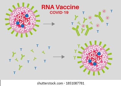 RNA Covid vaccine with spike proteins antibodies and T-cells