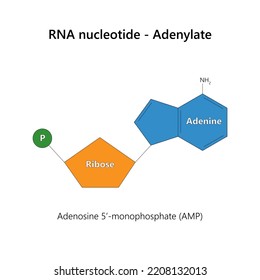 RNA nucleotide (ribonucleotide) - Adenylate. Vector illustration.