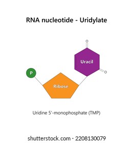 Rna Nucleotide Ribonucleotide Uridylate Vector Illustration Stock ...