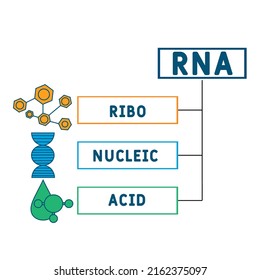RNA - Ribonucleic acid acronym. business concept background.  vector illustration concept with keywords and icons. lettering illustration with icons for web banner, flyer, landing page
