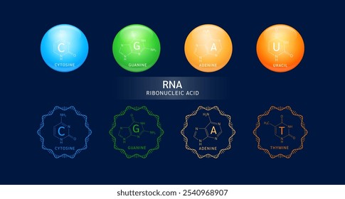 RNA or Ribonucleic acid gene double helix and Structure Adenine Uracil Guanine Cytosine. Chromosome nucleus cell genetic synthetic biology combined. Medical science vector.