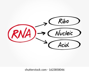RNA Ribonucleic acid - polymeric molecule essential in various biological roles in regulation and expression of genes, acronym text concept background