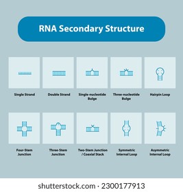 RNA Secondary Structures Vector Illustration