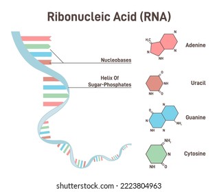 RNA structure concept. Ribonucleic acid structural formula of adenine, cytosine, guanine and uracil. Biology or anatomy education banner. Flat vector illustration