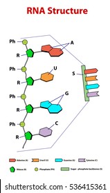 Rna structure scheme education .easy to edit vector illustration of RNA structure. RNA strand helix molecule spiral.