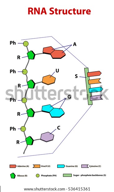 Rna Structure Scheme Education Easy Edit Stock Vector (Royalty Free ...