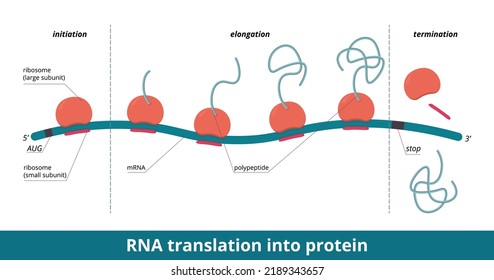 RNA Translation Into Protein. Stages Of Protein (polypeptide) Synthesis: Initiation, Elongation, Termination. Ribosome Moves Along MRNA, Sequence Of Amino Acids Becomes Longer And Is Released.