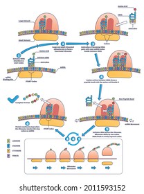 RNA translation as process of transcription of DNA to RNA outline diagram. Labeled educational molecular biology and genetics detailed description with gene expression scheme vector illustration.