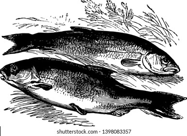 Roach and Dace are European freshwater fish of the Carp family vintage line drawing or engraving illustration.