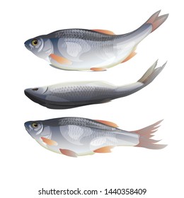 Roach fish at different angles. Vector illustration isolated on white background