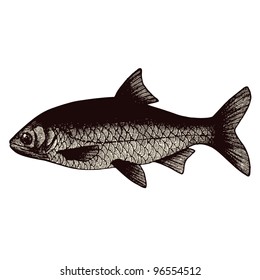 Roach Fish - vintage engraved illustration - "Dictionnaire encyclopédique universel illustré" By Jules Trousset - 1891 Paris