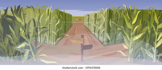 Road on cornfield with fork and wooden direction sign in fog. Concept of choosing way. Vector cartoon landscape with tall corn stems on field and crossroad with pointers at misty weather