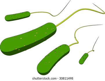 road shaped bacteria
