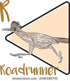 Roadrunner spends most of its time on the ground and can run up to 20 mph. Roadrunners are typically solitary until they find a mate. They can be seen in deserts, brush, and grasslands.