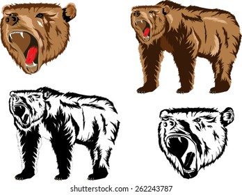 Roaring bears illustration