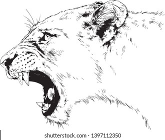 Vectores Imágenes Y Arte Vectorial De Stock Sobre Lion Claw - white tiger cub coattt designs roblox