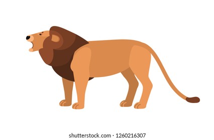 Roaring lion isolated on white background. Gorgeous wild African cat with mane. Graceful exotic predatory animal, carnivorous mammal living in Africa. Vector illustration in flat cartoon style.