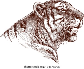roaring tiger