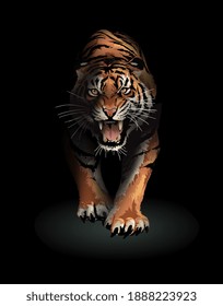 roaring tiger walking in the shadow illustration