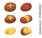 Roasted Chestnut Collection Set Cartoon Illustration Vector