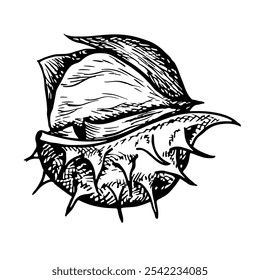Roasted chestnut in the peel. Vector graphics depicting the fruit of a peeled chestnut tree. A black and white hand-drawn illustration. On a white background. For packaging, labels, cooking recipes.