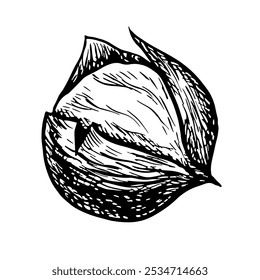 Castanha torrada. Gráficos vetoriais que representam o fruto de um castanheiro torrado. Uma ilustração a preto e branco desenhada à mão. Em um fundo branco. Ótimo para etiquetas, capas, folhetos e embalagens.