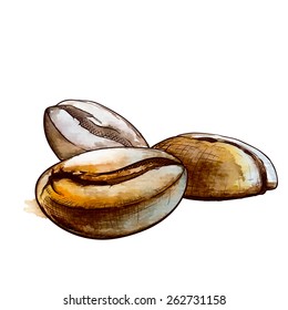 Roasted Coffee beans. Outline sketch with a watercolor traced background in a separate layer. EPS 10 vector illustration.