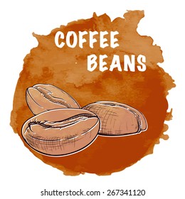 Roasted Coffee beans. Outline sketch with a watercolor traced background in a separate layer. EPS10 vector illustration.