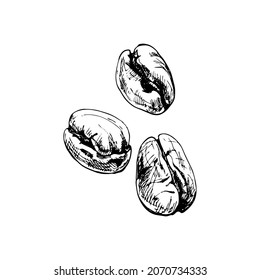 Roasted coffee beans. Vintage vector hatching color hand drawn illustration isolated on white background