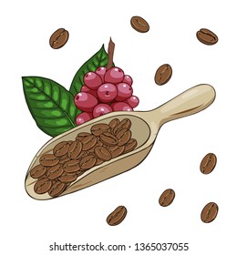 Roasted coffee beans in a wooden scoop and two leaves of coffee tree and a branch with red berry. Vector hand drawn illustration set. Coffee collection.
