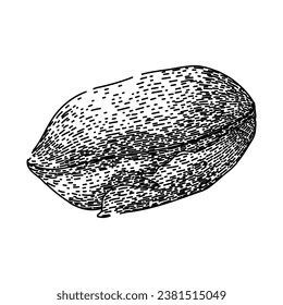 roasted pistachio nut hand drawn. healthy shell, raw heap, snack nature roasted pistachio nut vector sketch. isolated black illustration